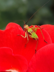 Enthephippion borellii