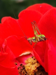 Enthephippion borellii