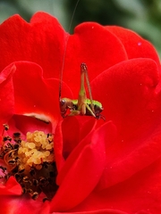 Enthephippion borellii