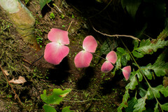 Adiantum macrophyllum