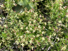 Galium nuttallii