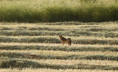 Canis aureus syriacus