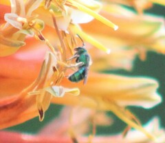 Pseudaugochlora graminea