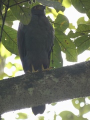 Accipiter bicolor