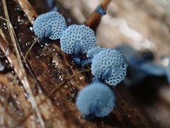 Mycena indigotica