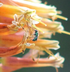 Pseudaugochlora graminea