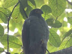 Accipiter bicolor