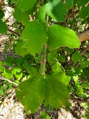 Randia obcordata