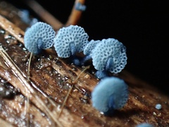 Mycena indigotica