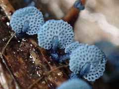 Mycena indigotica