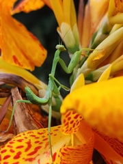 Stagmatoptera hyaloptera