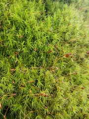 Dicranum fuscescens