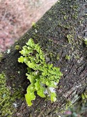 Lobaria pulmonaria