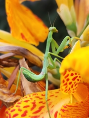 Stagmatoptera hyaloptera