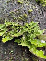 Lobaria pulmonaria