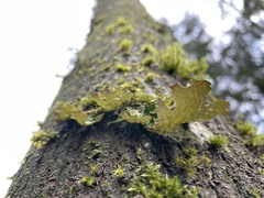 Lobaria pulmonaria