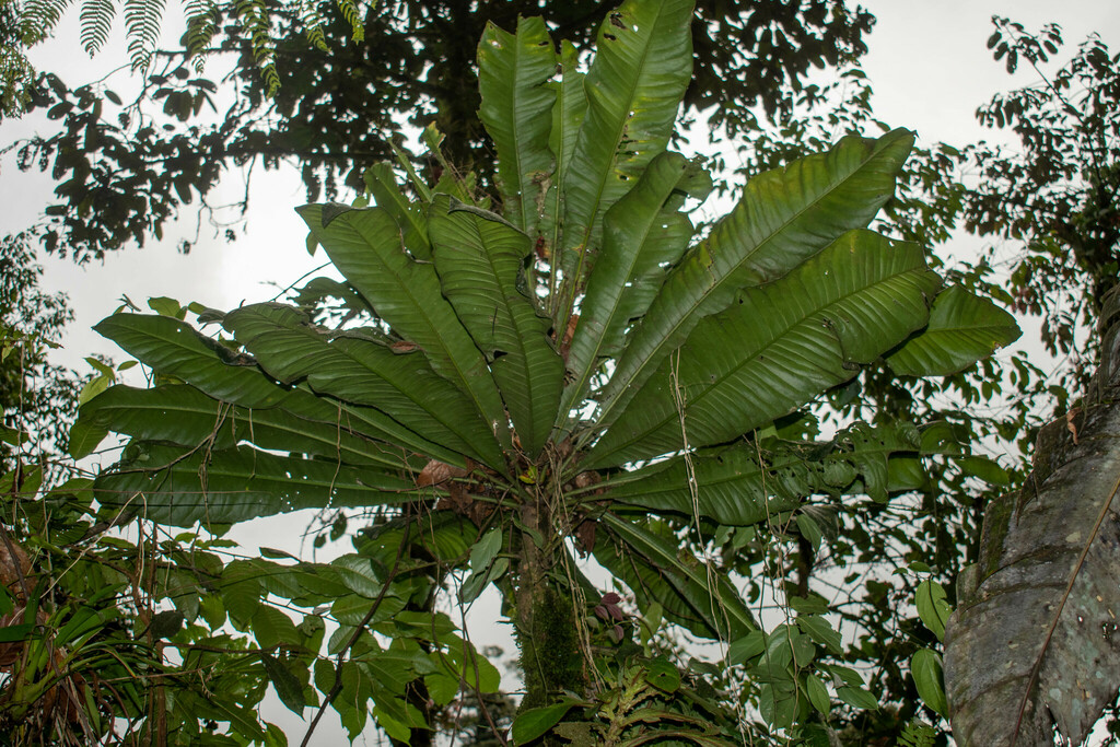 Clavija laplanadae