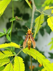 Polistes cavapyta