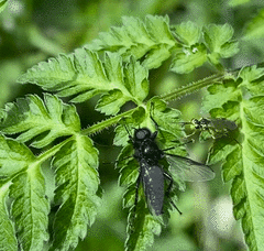 Aglaostigma fulvipes