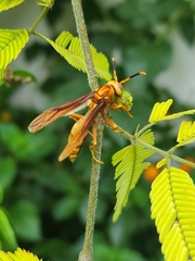 Polistes cavapyta