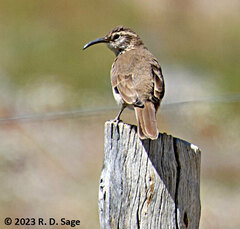 Upucerthia dumetaria