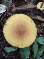 Heimiomyces