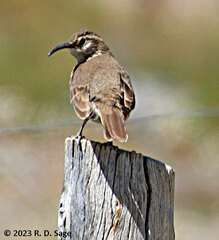 Upucerthia dumetaria