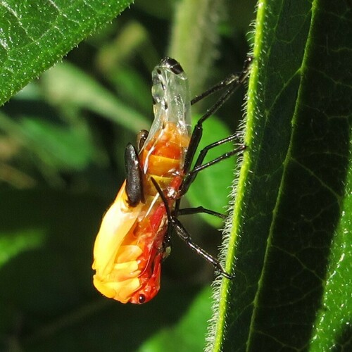 Large Milkweed Bug photographed in North Carolina