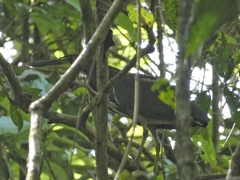 Tigrisoma fasciatum