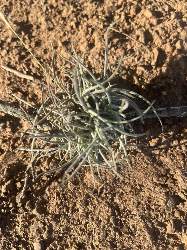 ballmoss from Dime Box, TX, US on January 22, 2023 at 0409 PM by