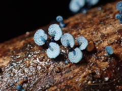 Mycena indigotica
