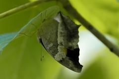Yoma sabina