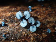 Mycena indigotica
