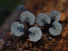 Mycena indigotica