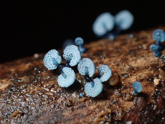 Mycena indigotica
