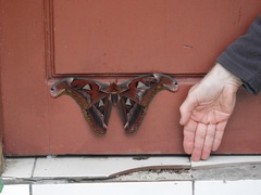 Attacus erebus