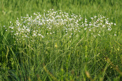 Eremogone