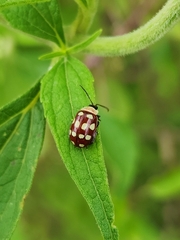 Alagoasa decemguttata