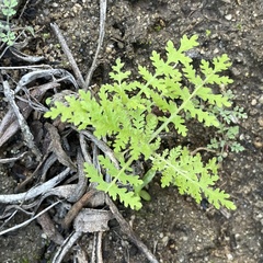 Eucrypta chrysanthemifolia