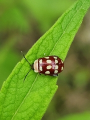 Alagoasa decemguttata