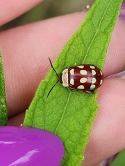 Alagoasa decemguttata