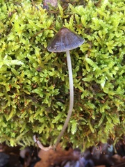 Mycena