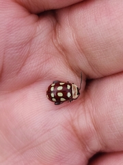 Alagoasa decemguttata