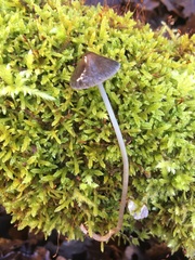 Mycena