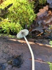 Mycena