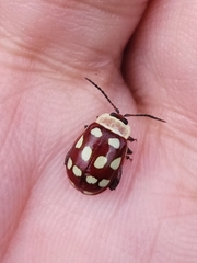 Alagoasa decemguttata