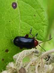 Cacoscelis abdominalis