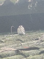 Hydropsalis cayennensis