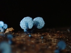 Mycena indigotica