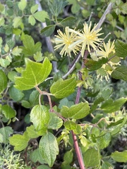 Clematis pauciflora
